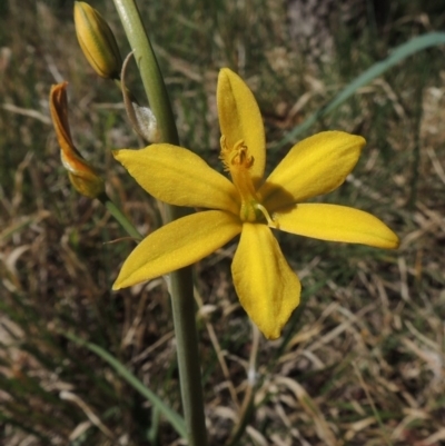 Bulbine bulbosa (Golden Lily, Bulbine Lily) at Bonython, ACT - 25 Oct 2015 by MichaelBedingfield