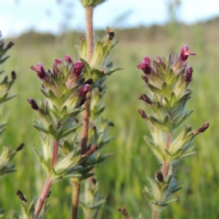 Parentucellia latifolia (Red Bartsia) at Bonython, ACT - 25 Oct 2015 by michaelb