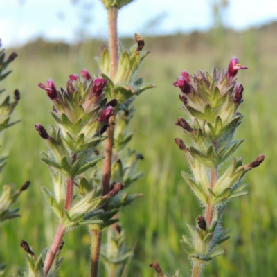 Parentucellia latifolia (Red Bartsia) at Pine Island to Point Hut - 25 Oct 2015 by michaelb