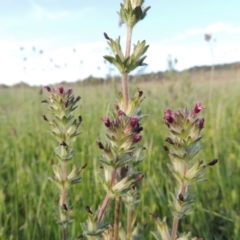 Parentucellia latifolia at Bonython, ACT - 25 Oct 2015 06:19 PM