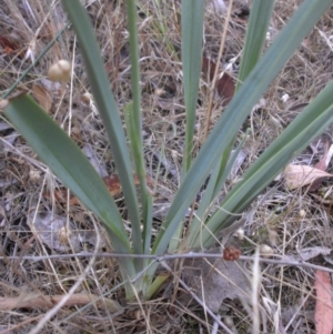Dianella sp. aff. longifolia (Benambra) at Campbell, ACT - 7 Dec 2015