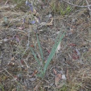 Dianella sp. aff. longifolia (Benambra) at Campbell, ACT - 7 Dec 2015