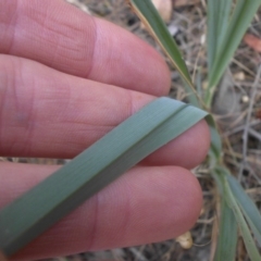 Dianella sp. aff. longifolia (Benambra) at Campbell, ACT - 7 Dec 2015 07:19 AM