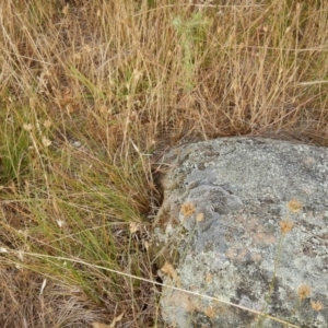 Ctenotus robustus at Macgregor, ACT - 7 Dec 2015