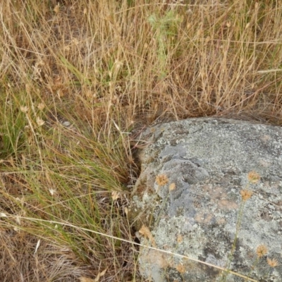 Ctenotus robustus (Robust Striped-skink) at Macgregor, ACT - 6 Dec 2015 by MichaelMulvaney