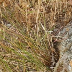 Ctenotus robustus at Macgregor, ACT - 7 Dec 2015