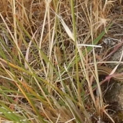 Ctenotus robustus at Macgregor, ACT - 7 Dec 2015