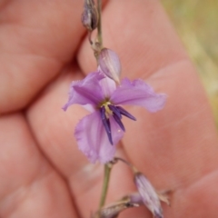 Arthropodium fimbriatum (Nodding Chocolate Lily) at Macgregor, ACT - 7 Dec 2015 by MichaelMulvaney