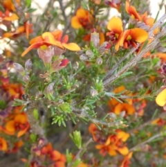 Dillwynia sericea (Egg And Bacon Peas) at Mount Fairy, NSW - 25 Oct 2015 by JanetRussell