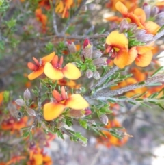 Dillwynia sericea at Mount Fairy, NSW - 25 Oct 2015