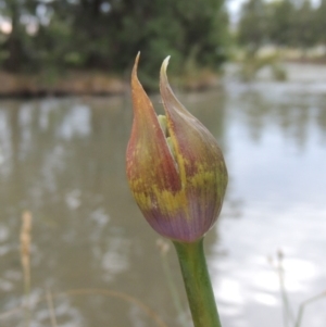 Agapanthus praecox subsp. orientalis at Gordon, ACT - 6 Dec 2015 07:07 PM