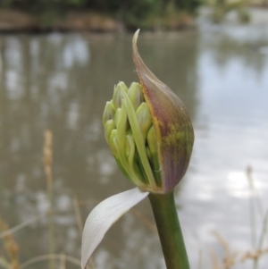 Agapanthus praecox subsp. orientalis at Gordon, ACT - 6 Dec 2015 07:07 PM