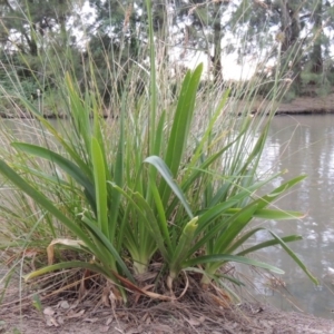 Agapanthus praecox subsp. orientalis at Gordon, ACT - 6 Dec 2015 07:07 PM