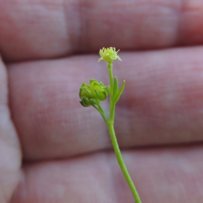 Ranunculus sessiliflorus var. sessiliflorus (Small-flowered Buttercup) at Pine Island to Point Hut - 25 Oct 2015 by michaelb