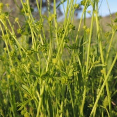 Ranunculus sessiliflorus var. sessiliflorus at Bonython, ACT - 25 Oct 2015 06:30 PM