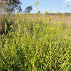 Ranunculus sessiliflorus var. sessiliflorus at Bonython, ACT - 25 Oct 2015 06:30 PM