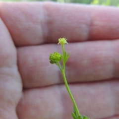 Ranunculus sessiliflorus var. sessiliflorus at Bonython, ACT - 25 Oct 2015 06:30 PM