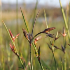 Juncus homalocaulis (A Rush) at Bonython, ACT - 25 Oct 2015 by michaelb