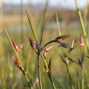 Juncus homalocaulis at Bonython, ACT - 25 Oct 2015 06:45 PM