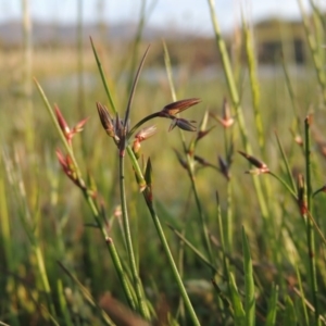 Juncus homalocaulis at Bonython, ACT - 25 Oct 2015 06:45 PM