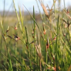 Juncus homalocaulis at Bonython, ACT - 25 Oct 2015