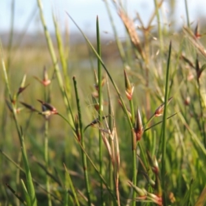 Juncus homalocaulis at Bonython, ACT - 25 Oct 2015 06:45 PM