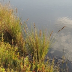 Carex appressa (Tall Sedge) at Bonython, ACT - 25 Oct 2015 by MichaelBedingfield