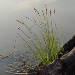 Carex appressa at Bonython, ACT - 25 Oct 2015 07:07 PM