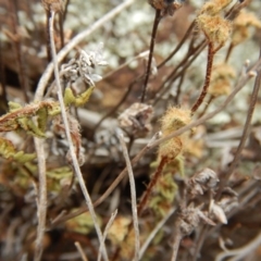 Cheilanthes distans (Bristly Cloak Fern) at Belconnen, ACT - 6 Dec 2015 by MichaelMulvaney