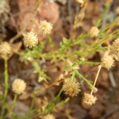 Calotis lappulacea (Yellow Burr Daisy) at Ginninderry Conservation Corridor - 7 Dec 2015 by MichaelMulvaney