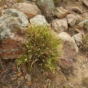 Calotis lappulacea at Belconnen, ACT - 7 Dec 2015