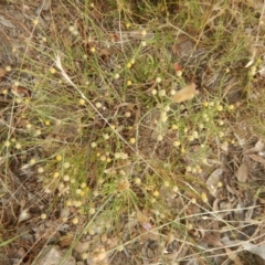 Calotis lappulacea (Yellow Burr Daisy) at Ginninderry Conservation Corridor - 7 Dec 2015 by MichaelMulvaney