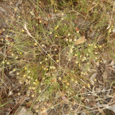 Calotis lappulacea (Yellow Burr Daisy) at Belconnen, ACT - 7 Dec 2015 by MichaelMulvaney