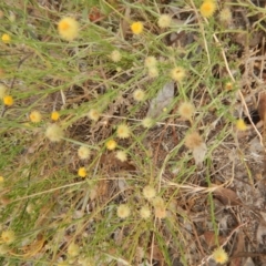 Calotis lappulacea at Belconnen, ACT - 7 Dec 2015