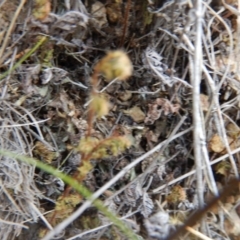 Cheilanthes distans (Bristly Cloak Fern) at Ginninderry Conservation Corridor - 7 Dec 2015 by MichaelMulvaney