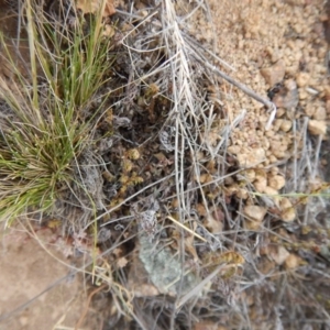 Cheilanthes distans at Belconnen, ACT - 7 Dec 2015