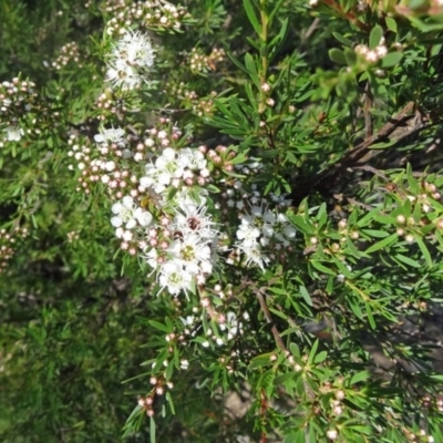 Kunzea ericoides (Burgan) at Canberra Central, ACT - 22 Nov 2015 by galah681