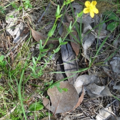 Hypericum gramineum (Small St Johns Wort) at Point 11 - 22 Nov 2015 by galah681