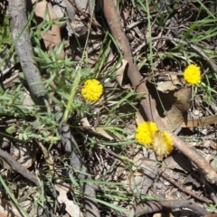 Leptorhynchos squamatus (Scaly Buttons) at Black Mountain - 22 Nov 2015 by galah681