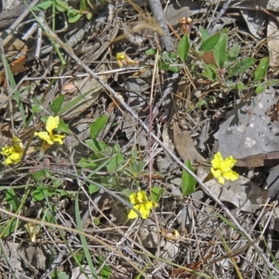 Goodenia hederacea (Ivy Goodenia) at Point 11 - 22 Nov 2015 by galah681