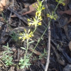 Pimelea curviflora (Curved Rice-flower) at Point 14 - 23 Nov 2015 by galah681