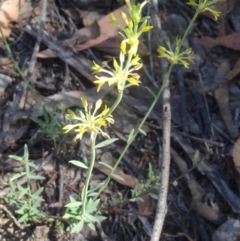 Pimelea curviflora (Curved Rice-flower) at Black Mountain - 22 Nov 2015 by galah681