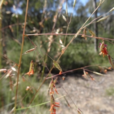 Rytidosperma pallidum (Red-anther Wallaby Grass) at Black Mountain - 22 Nov 2015 by galah681