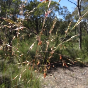 Rytidosperma pallidum at Canberra Central, ACT - 23 Nov 2015