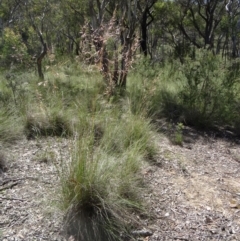 Rytidosperma pallidum at Canberra Central, ACT - 23 Nov 2015 09:32 AM