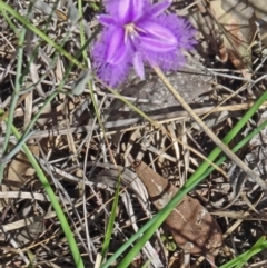 Thysanotus tuberosus subsp. tuberosus (Common Fringe-lily) at Black Mountain - 22 Nov 2015 by galah681