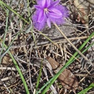 Thysanotus tuberosus subsp. tuberosus at Undefined Area - 23 Nov 2015 09:44 AM