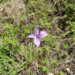 Arthropodium fimbriatum (Nodding Chocolate Lily) at Canberra Central, ACT - 23 Nov 2015 by galah681