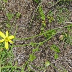Tricoryne elatior (Yellow Rush Lily) at Canberra Central, ACT - 23 Nov 2015 by galah681
