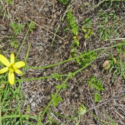 Tricoryne elatior (Yellow Rush Lily) at Black Mountain - 22 Nov 2015 by galah681